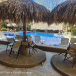 Arlequin Perla del Mar